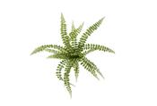 Artificial Fern Pellaea Bush 50cm/18lvs Green image