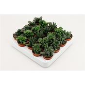 Adromischus Mix 5.5cm Pot image