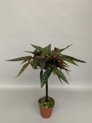 Begonia maculata 'Tamaya' Standard in 9cm Pot, Height 30cm image