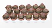 Echinocereus rigidissimus var. rubrispinus 8.5cm Pot image
