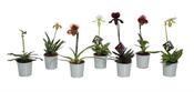 Paphiopedilum (Slipper Orchid) Mix 12cm Pot image