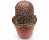 Echinocereus rigidissimus var. rubrispinus 8.5cm Pot image