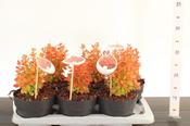 Berberis thunbergii 'Orange Ice' (Japanese Barberry) 2L Pot image