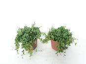 Senecio herreianus (String of Beads) 8.5cm Pot image