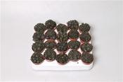 Sinocrassula yunnanensis (Chinese Jade) 5.5cm Pot image