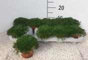 Sagina subulata (Heath Pearlwort) 11cm Pot image