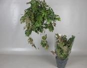 Cissus rhombifolia 'Ellen Danica' (Grape Ivy) 19cm Hanging Pot image