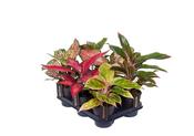 Aglaonema (Chinese Evergreen) Mix in 12cm/14cm Pot image