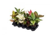 Aglaonema (Chinese Evergreen) Mix in 12cm Pot