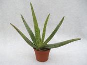 Aloe Vera Plant In 6cm Pot