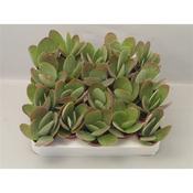 Kalanchoe thyrsiflora (Paddle Plant) in 5.5cm Pot image