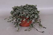 Pilea glauca 'Greysy' in 12cm Pot