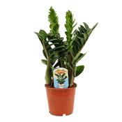 Zamioculcas zamiifolia 'Zenzi' in 14cm Pot image