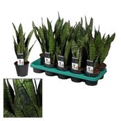Sansevieria zeylanica in 12cm Pot