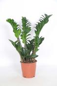 Zamioculcas zamiifolia 'Zenzi' in 14cm Pot image