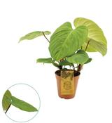 Philodendron 'Fuzzy Petiole' 15cm Pot image