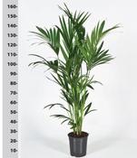 Howea forsteriana (Kentia Palm) in 24cm Pot, Height 150cm image