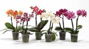 Phalaenopsis (Moth Orchid) Mix in 6cm Pot image