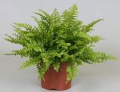 Nephrolepis exaltata 'Boston Blue Bell' (Boston Fern) 12cm Pot image