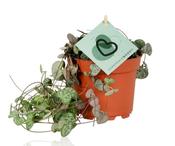 Ceropegia woodii (String of Hearts) in 12cm Growers Pot image