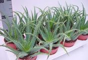 Aloe arborescens in 12cm Pot image