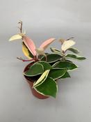 Hoya carnosa 'Krimson Queen' 9cm Pot image