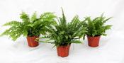 Nephrolepis Fern Mix 6cm Pot image
