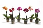 Phalaenopsis (Moth Orchid) Mix in 6cm Pot, Height 25cm image