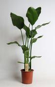 Strelitzia nicolai (Giant Bird of Paradise) in 21cm Pot, Height 120cm image