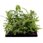 Indoor Fern Mix 6cm Pot image