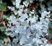 Eucalyptus gunnii (Cider Gum) 3L Pot, 1 Cane image