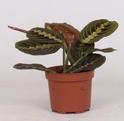 Maranta leuconeura 'Fascinator Tricolor' (Prayer Plant) in 12cm Pot image