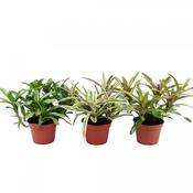 Nidularium 'Fireball' Mix 15cm Pot image