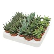 Aloe / Haworthia Mix in 5.5cm Pot