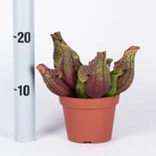 Sarracenia purpurea subsp. venosa (Pitcher Plant) 12cm Pot