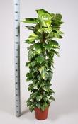 Epipremnum pinnatum (Scindapsus) Aureum in 27cm Pot With Moss Pole, Height 150-160cm image