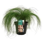 Stipa tenuissima 'Pony Tails' (Mexican Feather Grass) 17cm Pot image