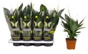Spathiphyllum (Peace Lily) 12cm / 13cm Pot image