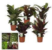 Calathea Mix in 14cm Pot image