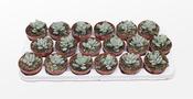 Adromischus alstonii 8cm Pot image
