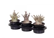Adenium ansu 'Baobab' 15cm Pot image