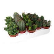 Euphorbia Mix 5.5cm-6cm Pot image