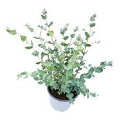 Eucalyptus gunnii (Cider Gum) 14cm Pot image