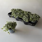 Glechoma / Nepeta hederacea (Ground-Ivy) Variegated 10.5cm Pot