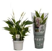 Spathiphyllum (Peace Lily) 12cm / 13cm Pot image