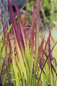 Imperata cylindrica 'Red Baron' (Japanese Blood Grass) 2L Pot image