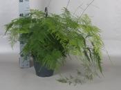 Asparagus setaceus (Asparagus Fern) in 19cm Hanging Pot image
