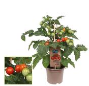 Red Cherry Tomato Plant 14cm Pot image