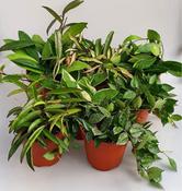 Hoya carnosa (Wax Plant) Mix 12cm Pot image