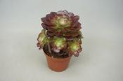 Aeonium arboreum 'Velour' 12cm Pot image